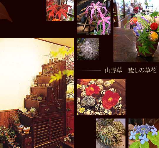 山野草　癒しの草花